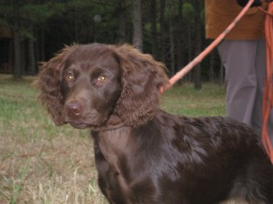 Boykin Spaniel here for dog trials